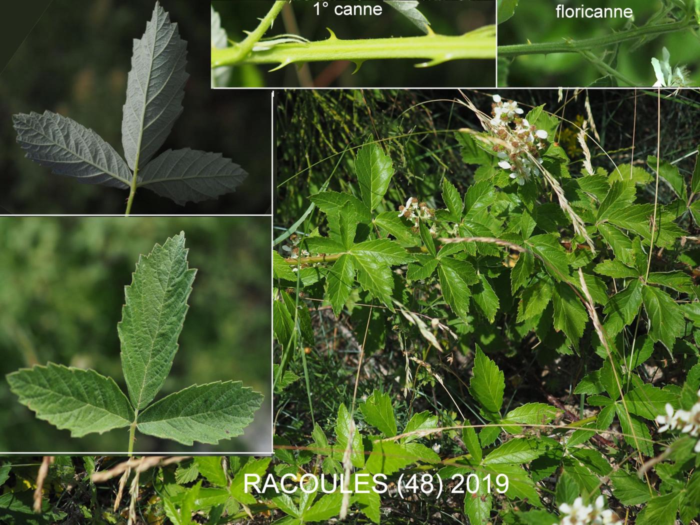 Bramble, (Whitish) leaf